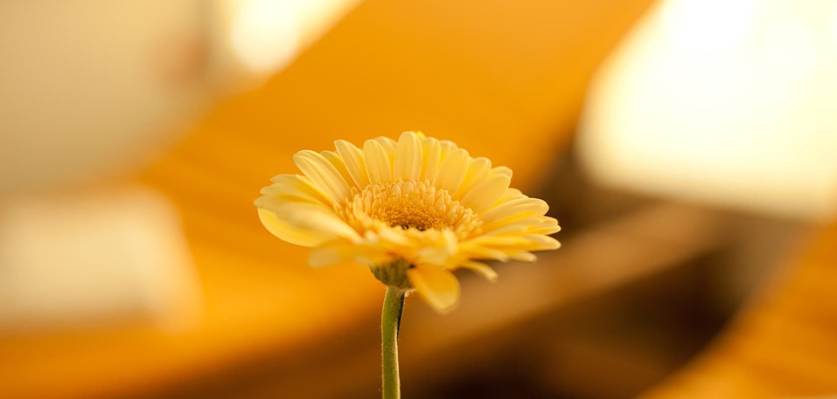 H3_Details_allg_7_Gerbera_web_RGB_1680x800_DT_komp